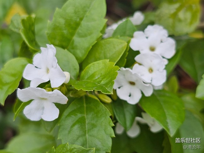 【捕捉那一抹金】戶外綠植