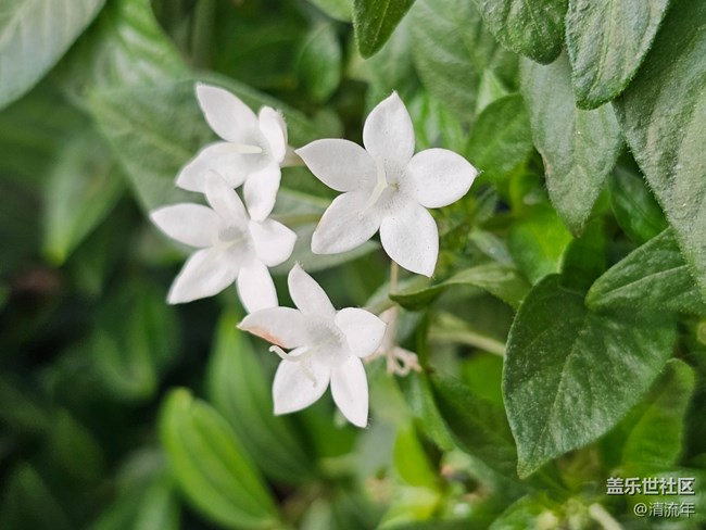 【地域拼圖】花開燦爛