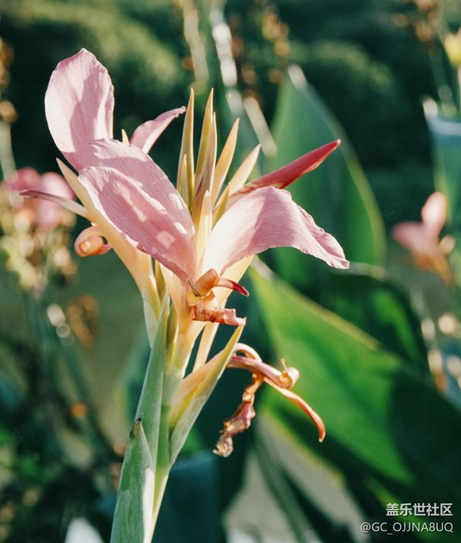 【秋末山景】秋意綴芳華