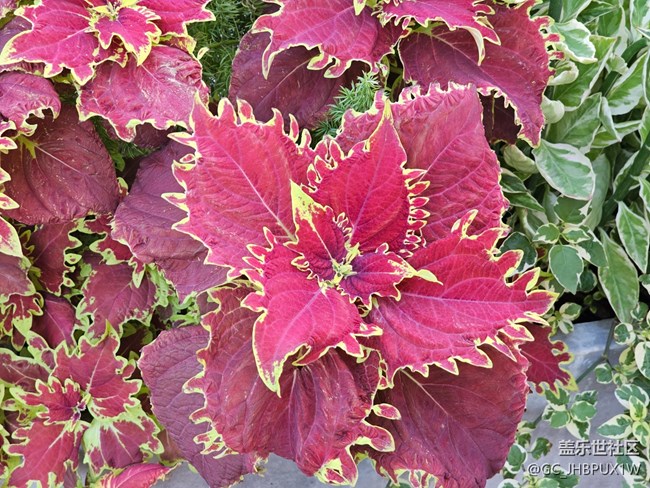 【星歲映像】植物多彩