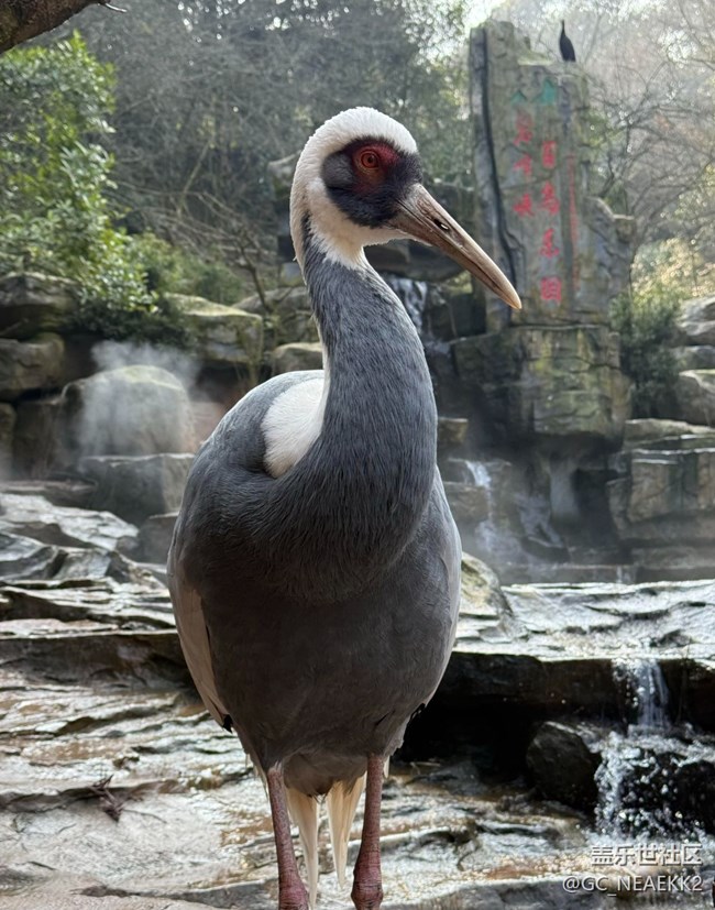 【地域拼圖】可愛的動物