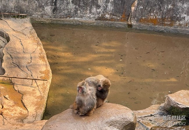 【地域拼圖】可愛的動物