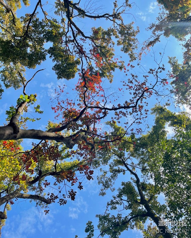 【秋末山景】楓葉紅了