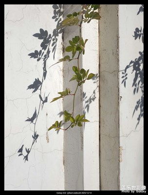 【順光逆光】+簡潔投影