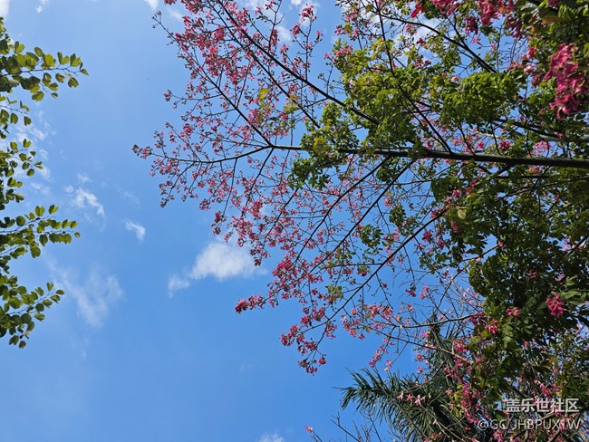 【捕捉那一抹金】看微風(fēng)不燥