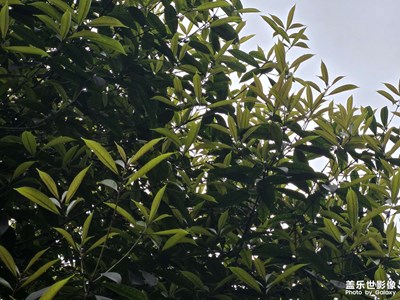 【順光逆光】清晰的輪廓