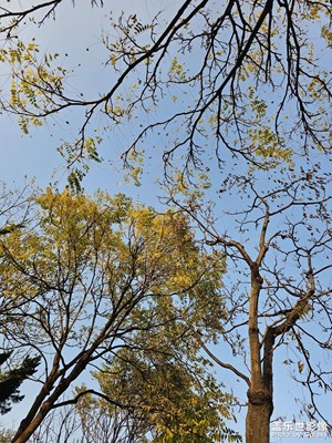 【順光逆光】迎向光