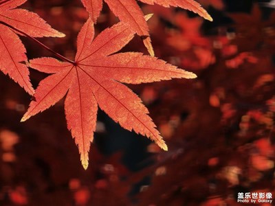 【順光逆光】那片葉兒