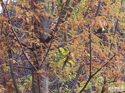 【順光逆光】秋意枝頭