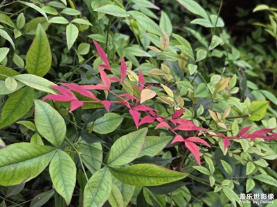 【順光逆光】光線的路徑