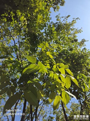 【順光逆光】暖陽(yáng)下的楊桃樹(shù)