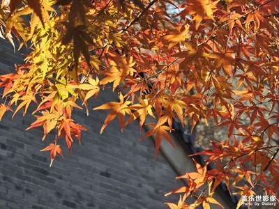 【順光逆光】光芒