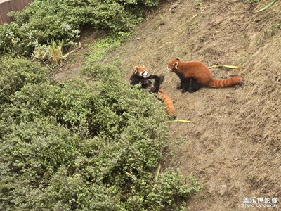 【順光逆光】小動(dòng)物