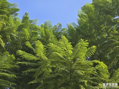 【順光逆光】光影的體現(xiàn)