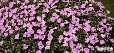 【順光逆光】總有雅致的景色