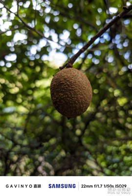 【順光逆光】隨拍苦檀子果