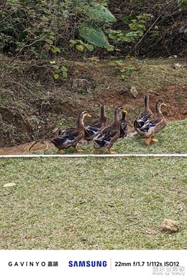 【順光逆光】大山放養(yǎng)的雞鴨