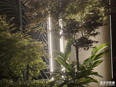 【順光逆光】透露的光芒