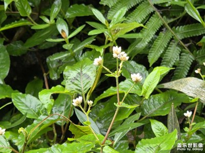 【順光逆光】雨后的清新