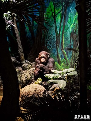 【順光逆光】+動(dòng)物標(biāo)本