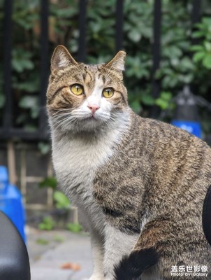 鐘意擺pose的喪彪