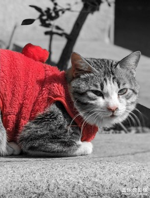 身披紅色戰(zhàn)衣的喪彪