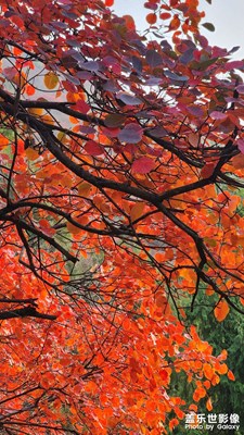 【時光留痕】+徒步重慶奉節(jié)三峽之巔看紅葉日出