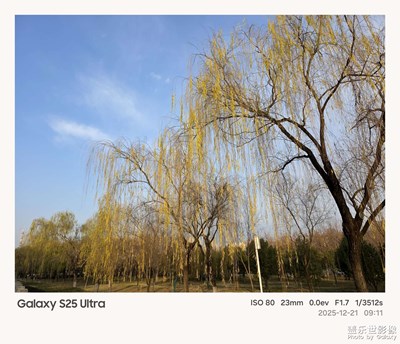 初冬垂柳
