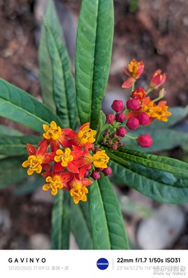【時光留痕】馬利筋花開冬至