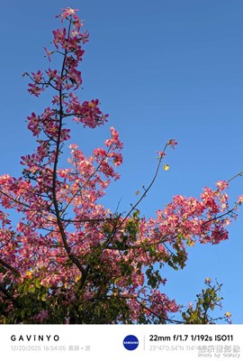 【時光留痕】冬之花開