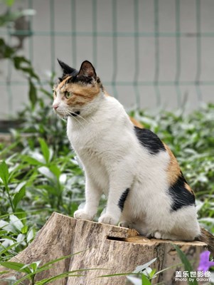 它在審視自己的地盤