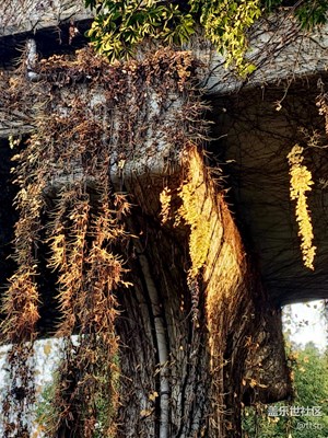 還是看陽(yáng)光