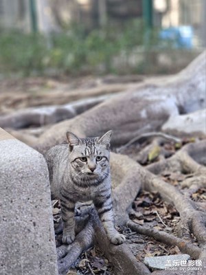 藏龍臥虎的地方