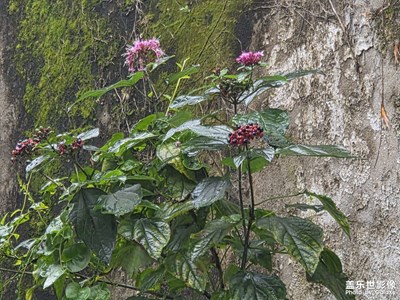 【時(shí)光留痕】秋冬來得很匆忙