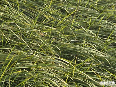 【時(shí)光留痕】風(fēng)的暖意