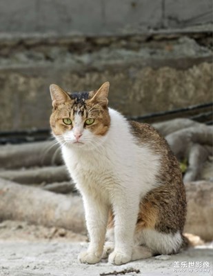 不太聰明的樣子