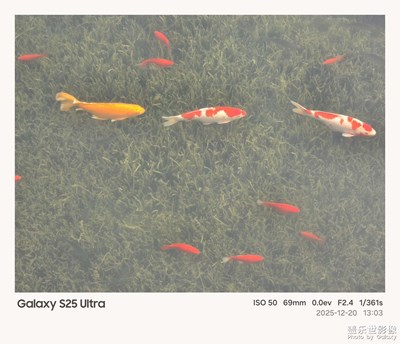 【框住美好】遇見錦鯉