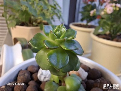 三星拍照就是牛掰