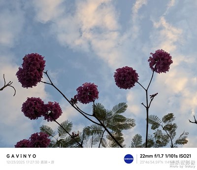 【框住美好】一朵風鈴綠葉間，飄飄然間露芳顏