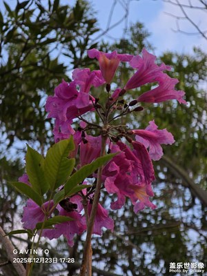 【時光留痕】暖冬花開如詩如畫