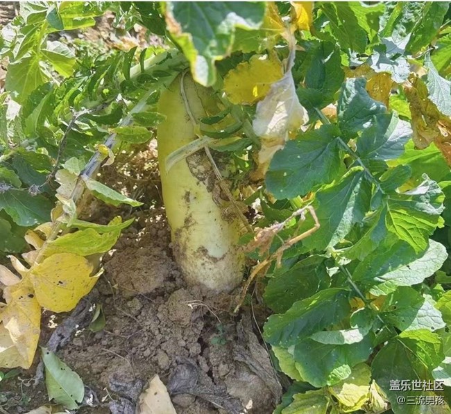 【告別2025】回鄉(xiāng)