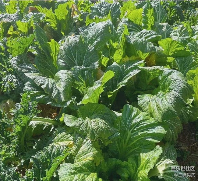 【告別2025】回鄉(xiāng)