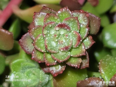 【框住美好】家里的多肉