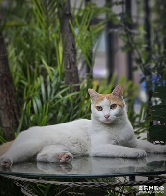 鐘意擺pose的貓