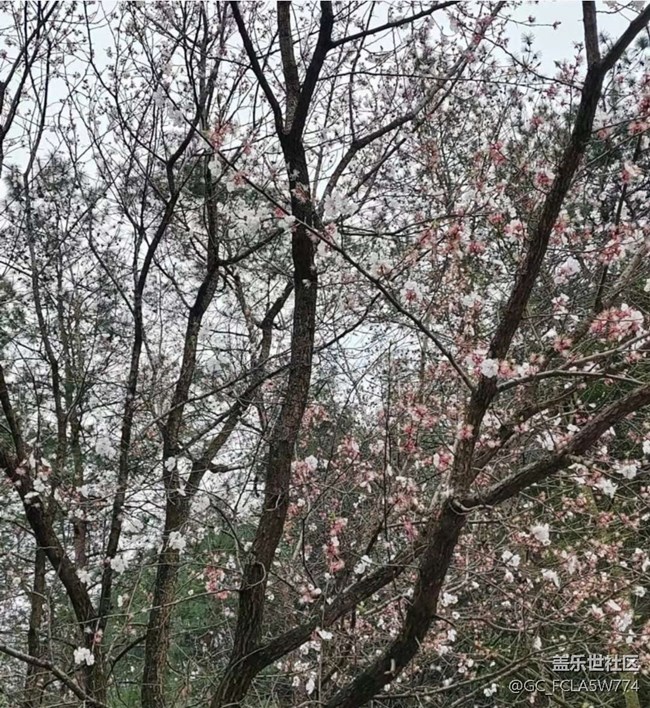 【告別2025】春游