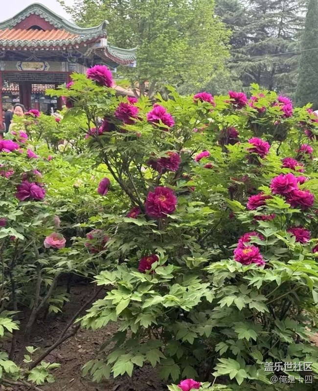 【告別2025】牡丹園