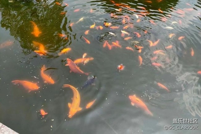 【告別2025】花港看魚