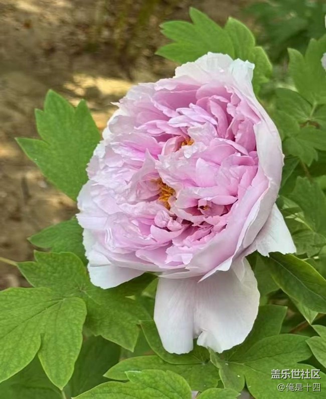 【告別2025】牡丹園