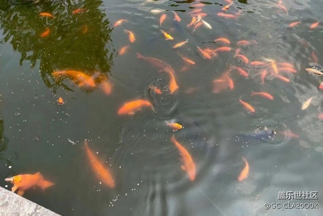 【告別2025】花港看魚