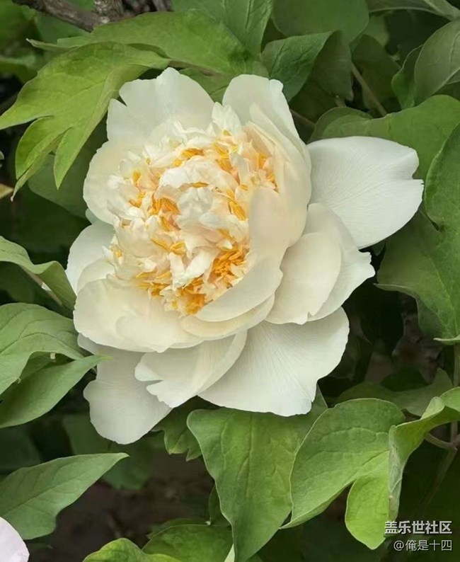 【告別2025】牡丹園